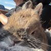 cateneedleman